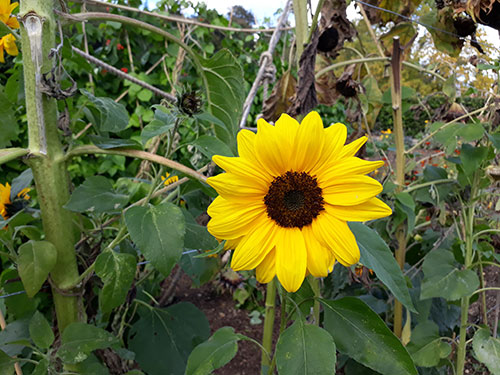 Stress relief sunflower by Mobile Reiki Brighton 