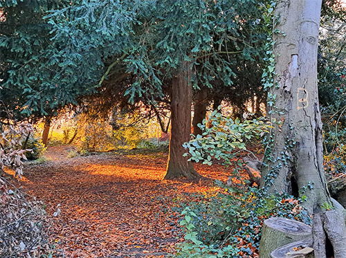 Magical woodlands in Oxford